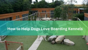 How to Help Dogs Love Boarding Kennels