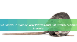 Rat Control in Sydney Why Professional Rat Extermination is Essential