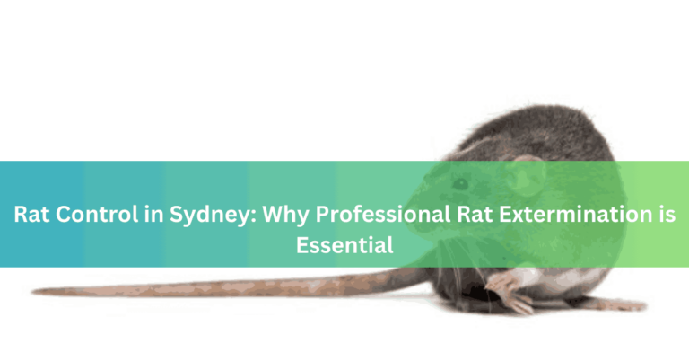 Rat Control in Sydney Why Professional Rat Extermination is Essential